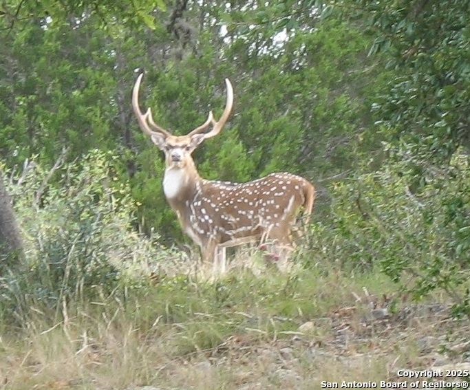 14910 Bullhead Road Barksdale, TX 78880 - Photo 43 of 50 a painting on a table in a room