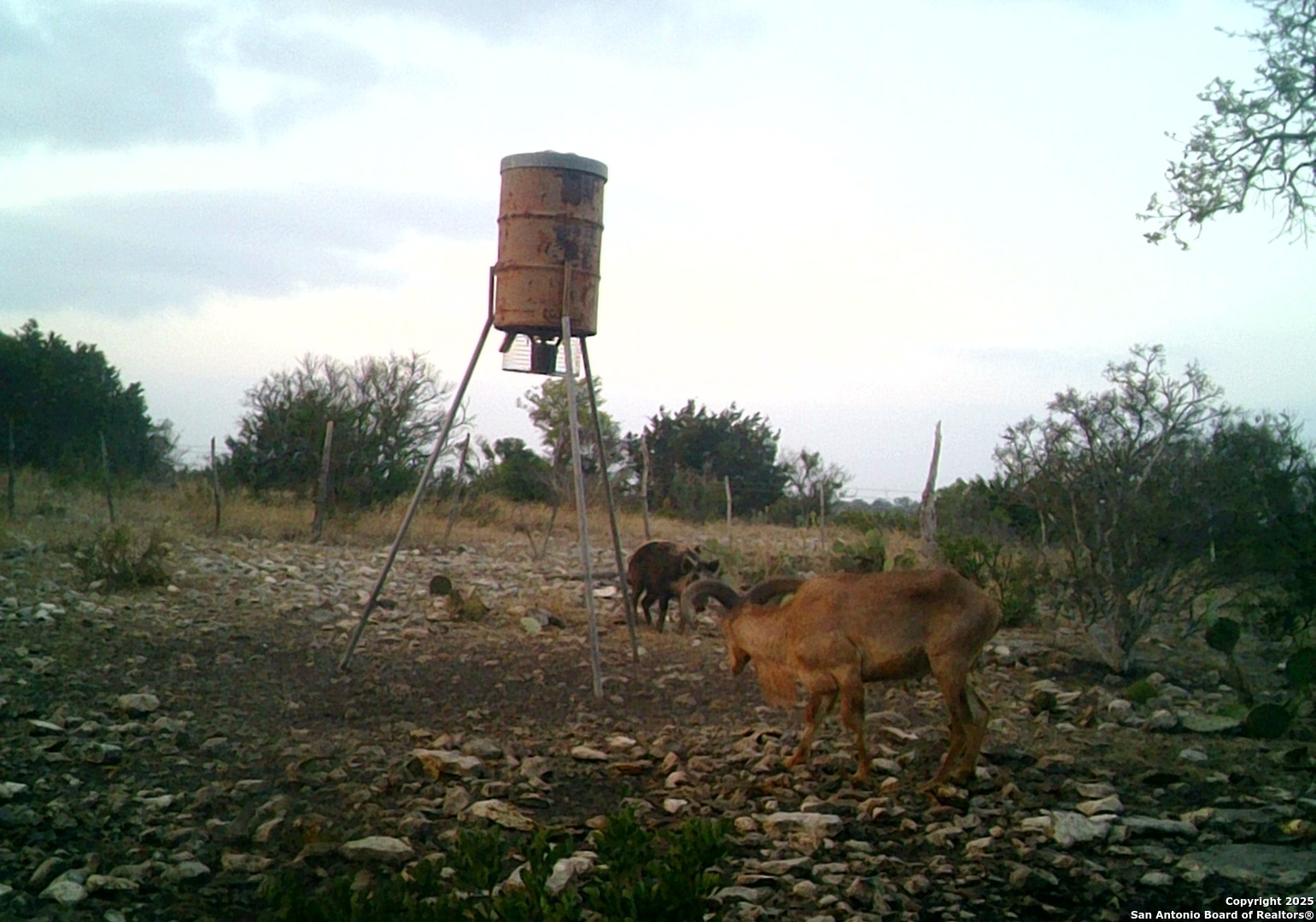 14910 Bullhead Road Barksdale, TX 78880 - Photo 44 of 50 a backyard of a house with lots of green space