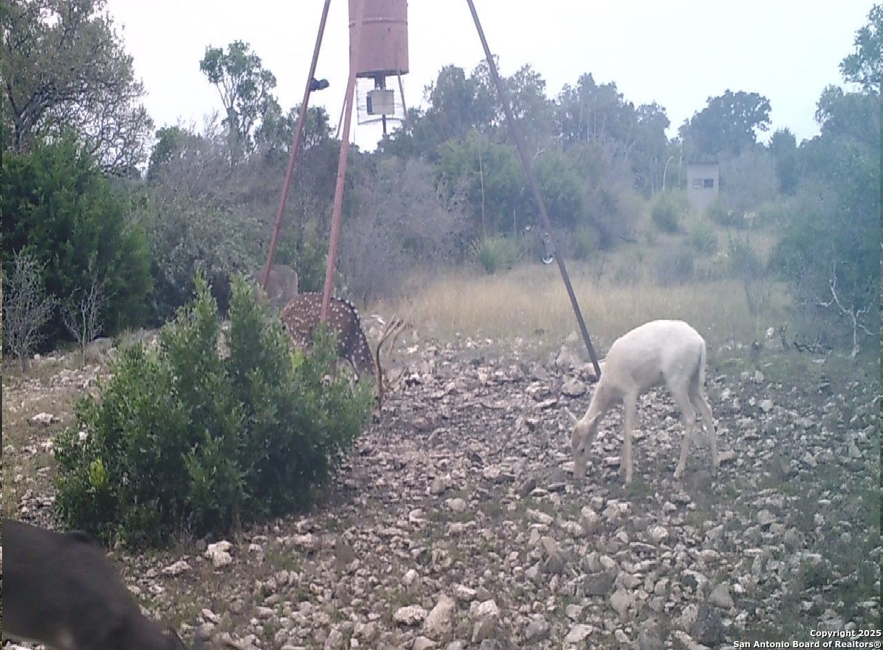 14910 Bullhead Road Barksdale, TX 78880 - Photo 46 of 50 a view of a backyard with large trees
