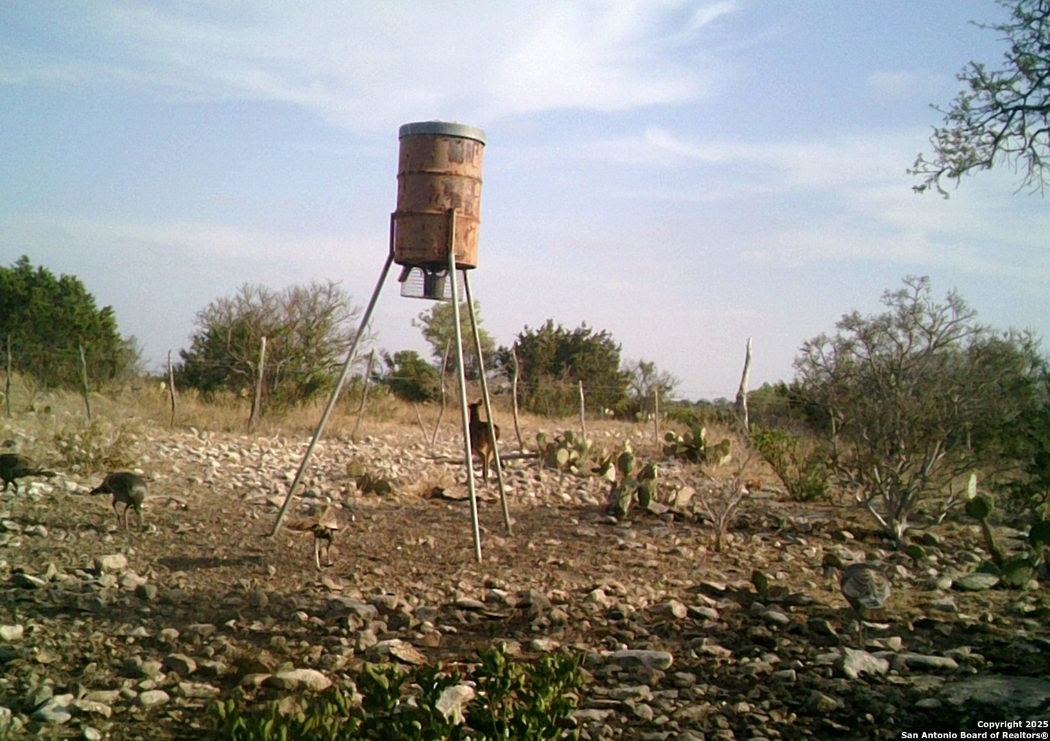 14910 Bullhead Road Barksdale, TX 78880 - Photo 47 of 50 a picture of trees