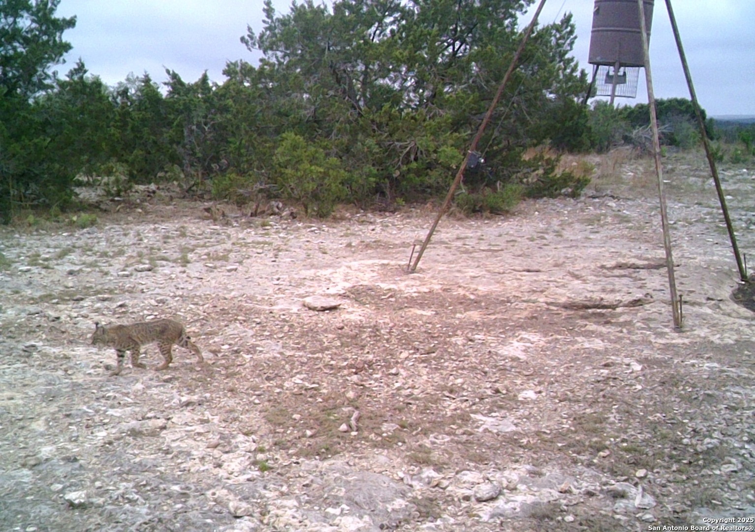 14910 Bullhead Road Barksdale, TX 78880 - Photo 49 of 50 a view of a dry yard with trees