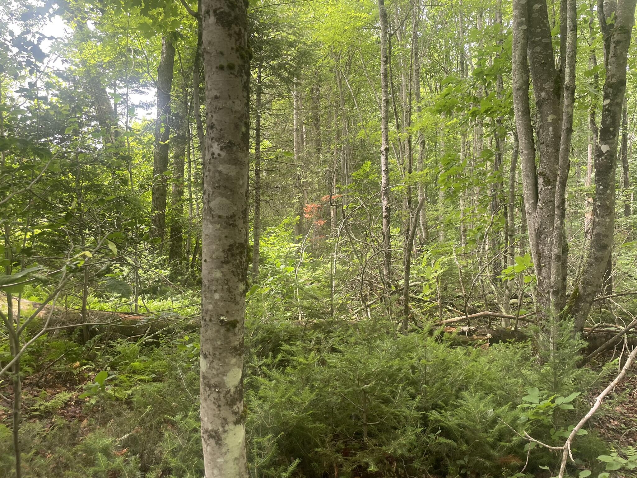 1075 Hill Road Clinton, ME 04927 - Photo 119 of 172 IMG_6217