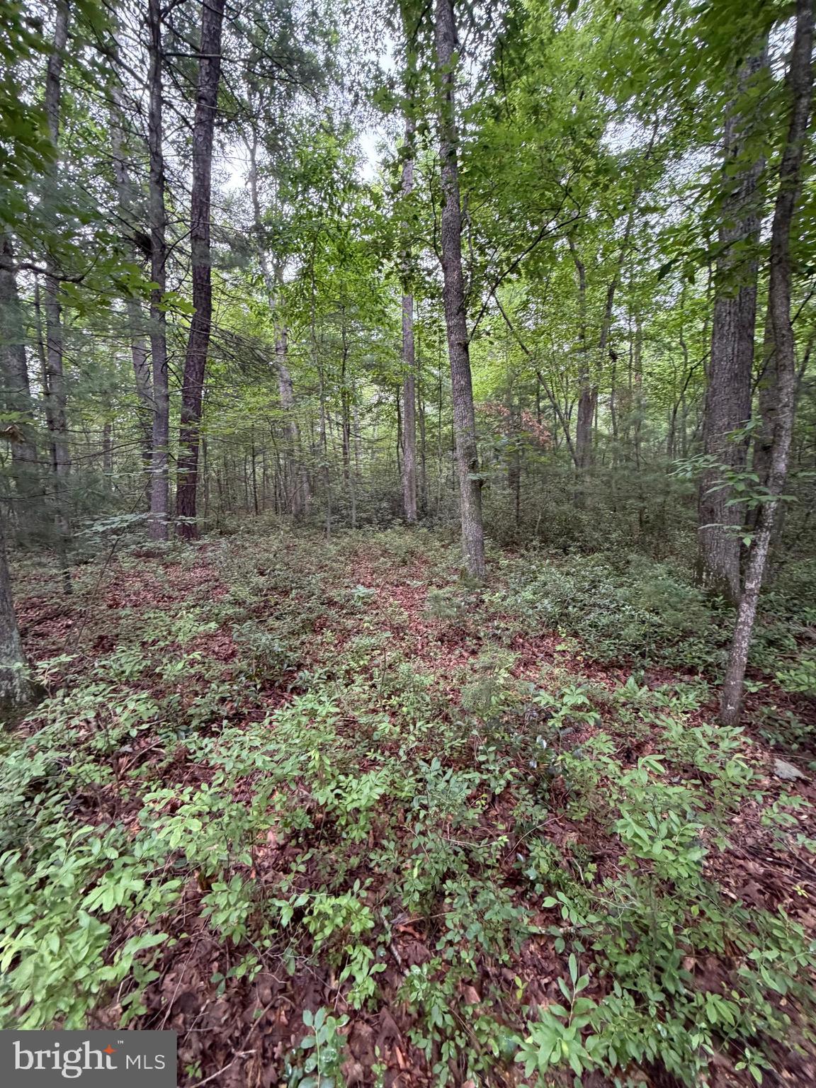 Lot 8-2ac Lot 8-2ac Grizzly Road Mathias, WV 26812 - Photo 13 of 18