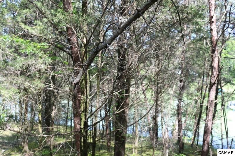 0 Lot 35 Buck Horn Road Sevierville, TN 37876 - Photo 13 of 30