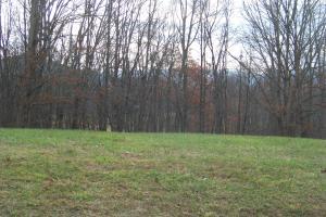Lot 19 Forest Point, Unit 19 Butler, TN 37640 - Photo 7 of 11 TREES FOR PRIVACY