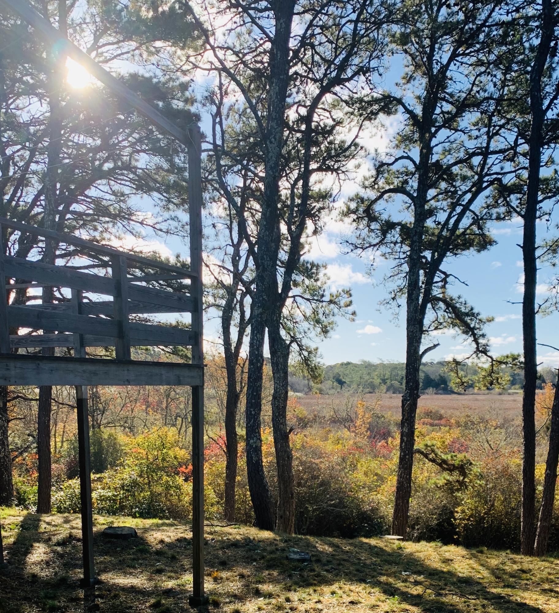 130 Peace Valley Road Wellfleet, MA 02667 - Photo 2 of 28 a view of a yard from a large tree