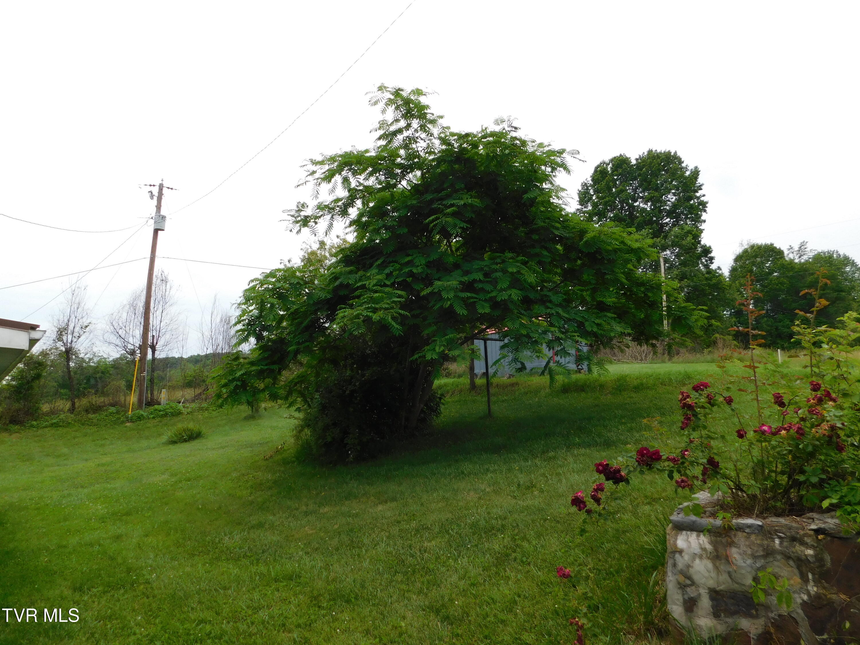 133 Cloud High Road Duffield, VA 24244 - Photo 30 of 32 Mimosa tree