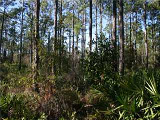 a view of forest