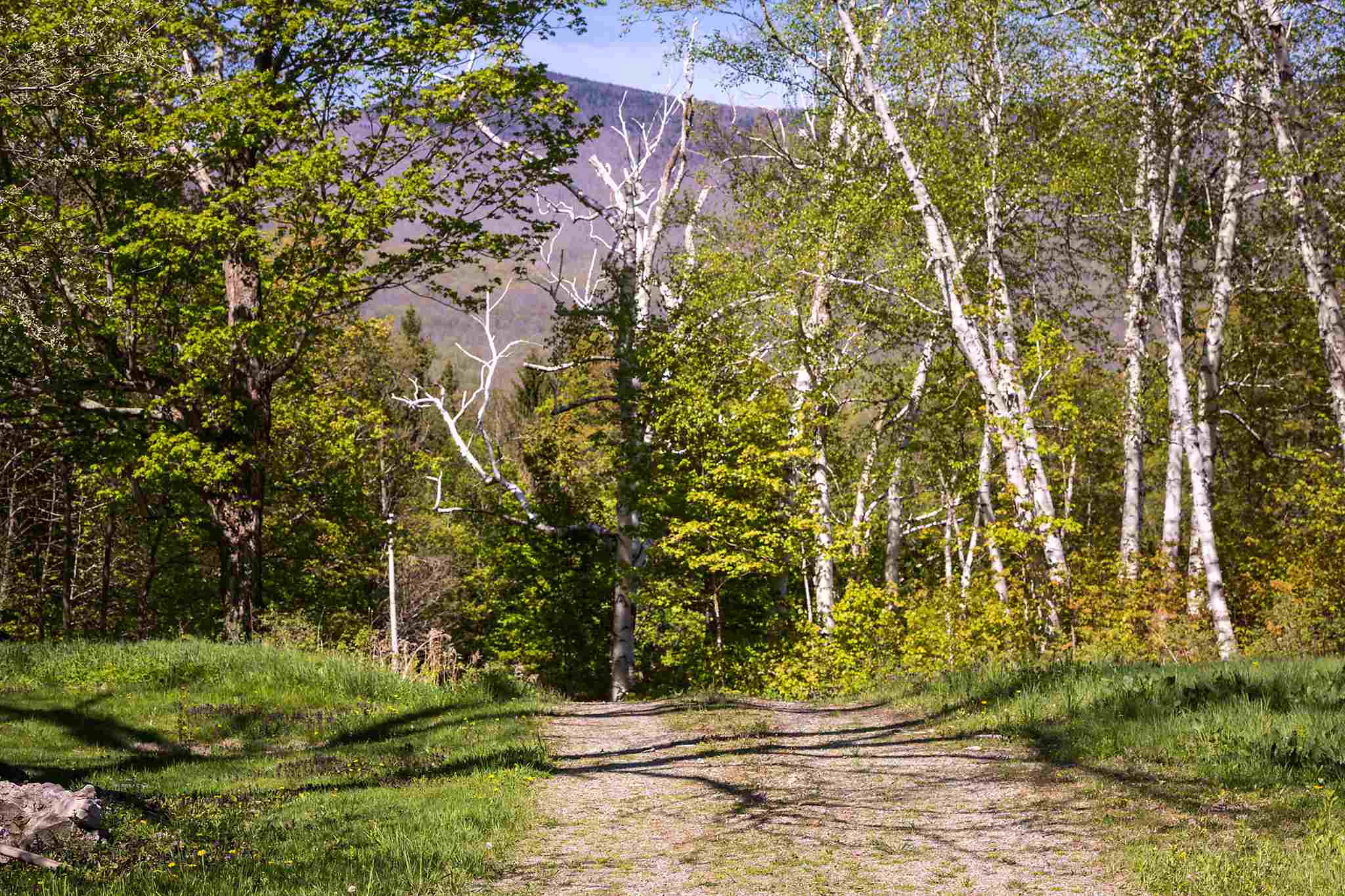 795 Nims Road Dorset, VT 05251 - Photo 19 of 21 Gallery Image 19