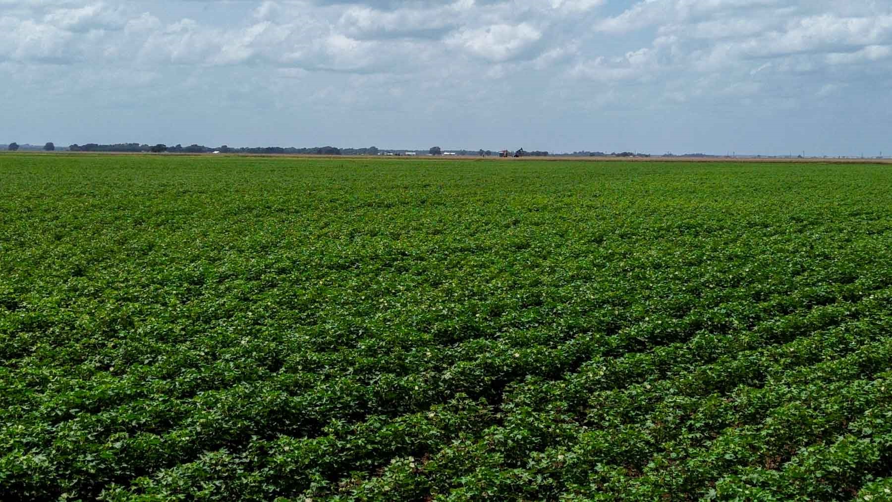 0 Sims Lane Bryan, TX 77807 - Photo 14 of 27