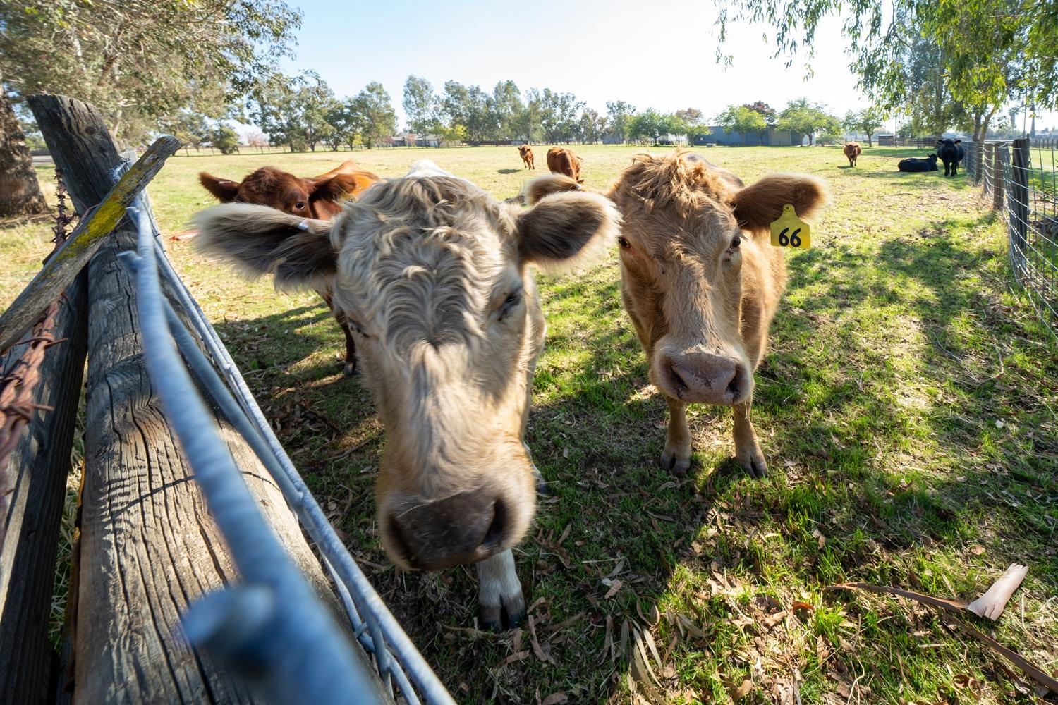 26166 Eddy Way Madera, CA 93638 - Photo 2 of 25 a view of swimming pool from a balcony