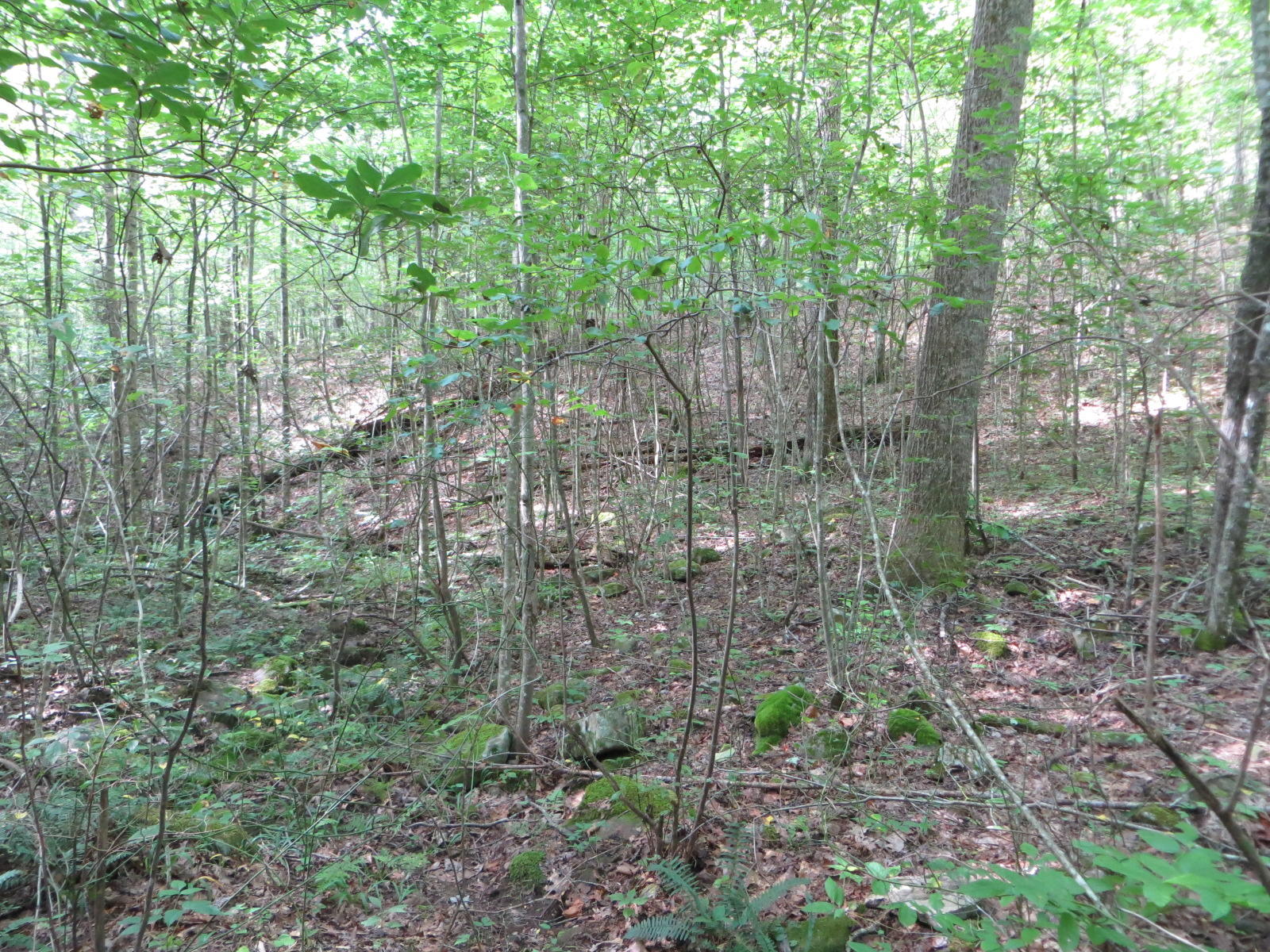0 Hill Road, Unit 24 Crossville, TN 38572 - Photo 29 of 35 IMG_0026