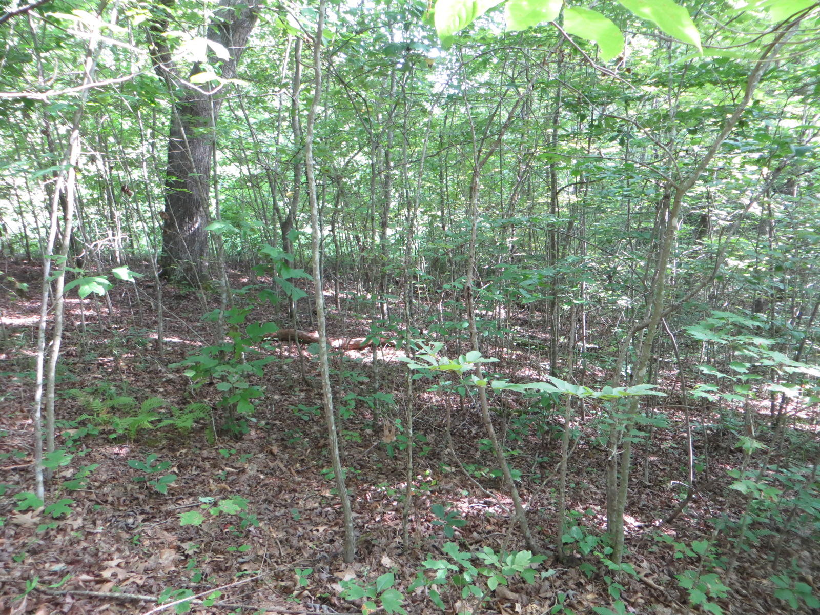 0 Hill Road, Unit 24 Crossville, TN 38572 - Photo 6 of 35 IMG_0004
