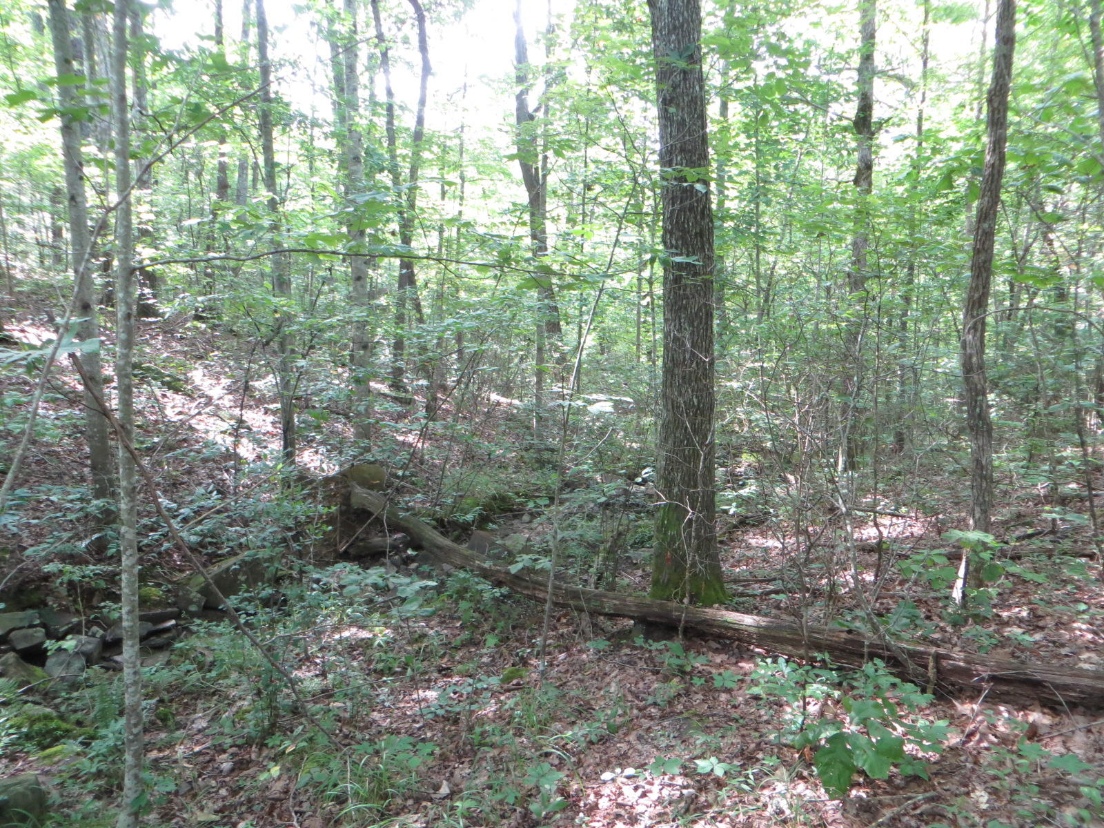 0 Hill Road, Unit 24 Crossville, TN 38572 - Photo 8 of 35 IMG_0005
