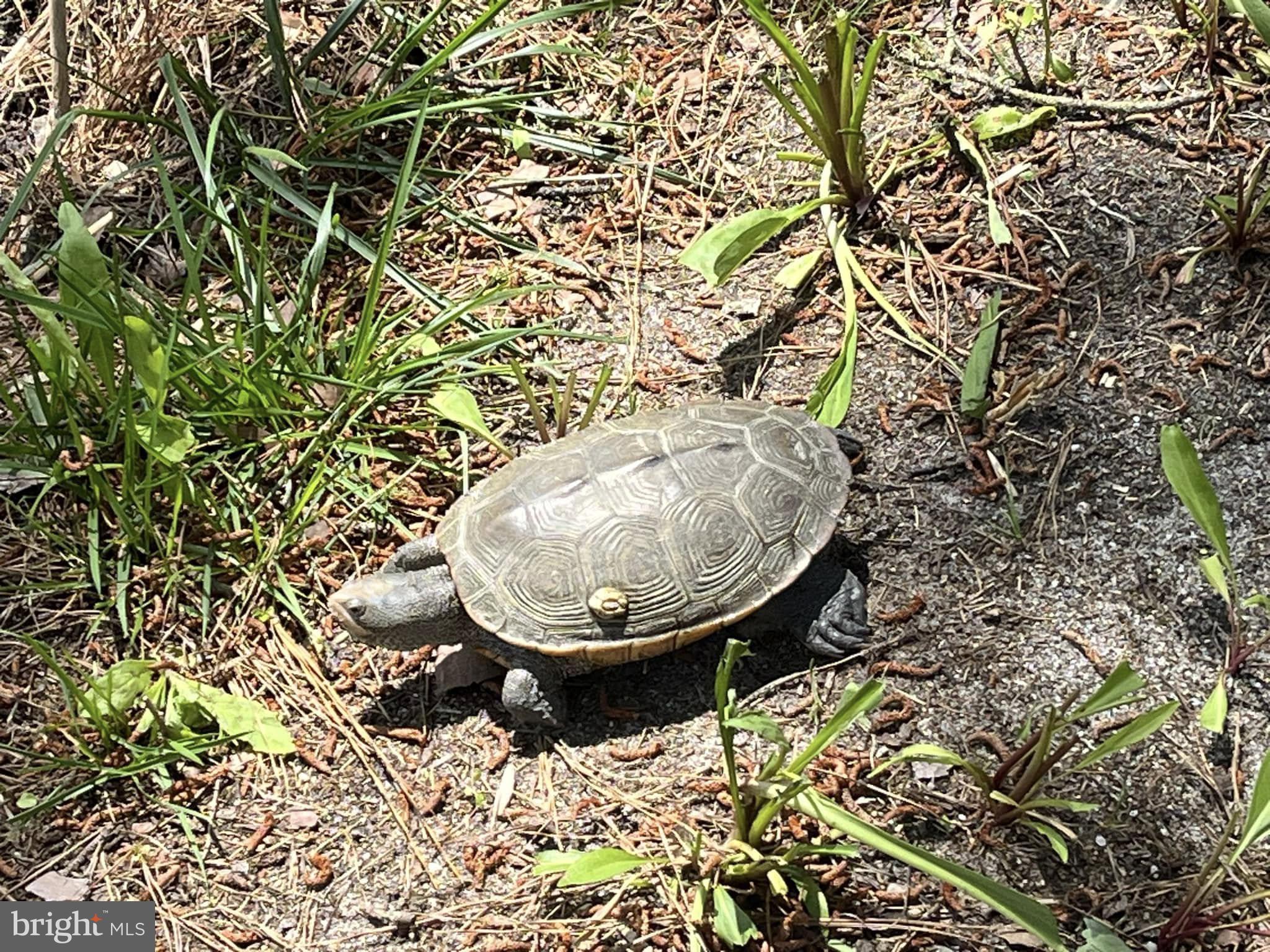 761 D Salt Pond Road Bethany Beach, DE 19930 - Photo 39 of 47 Turtles and wildlife