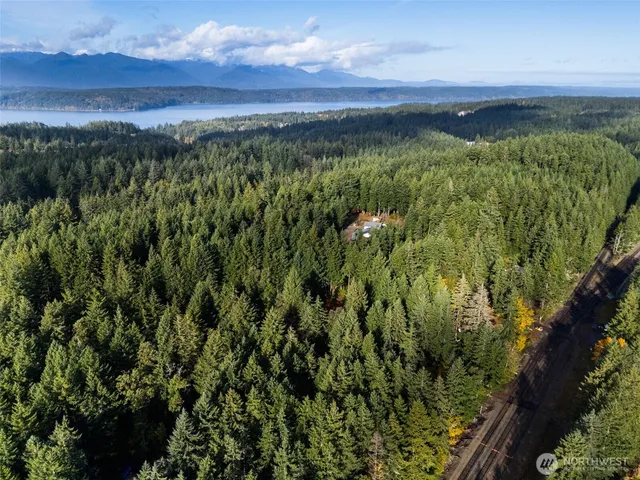 a view of a lush green forest with a mountain in the background