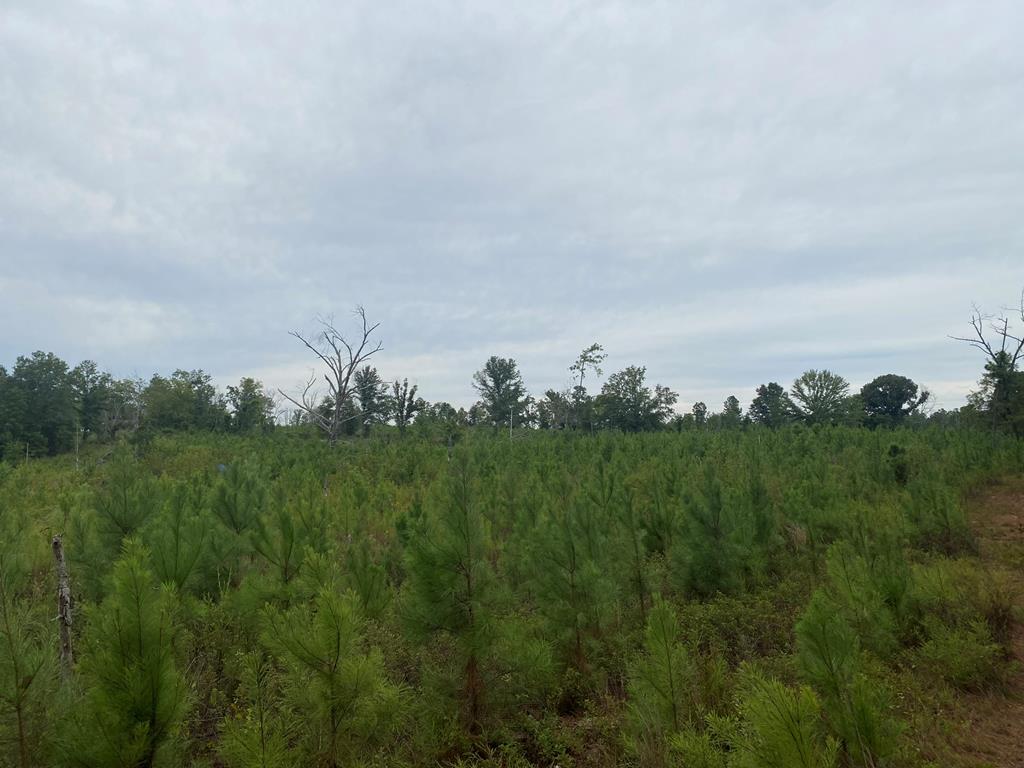 250 Adams Mill Road Clayton, AL 36016 - Photo 66 of 74