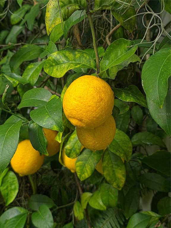 34041 Highland Road Leesburg, FL 34788 - Photo 32 of 33 a view of a swimming pool and fire pit