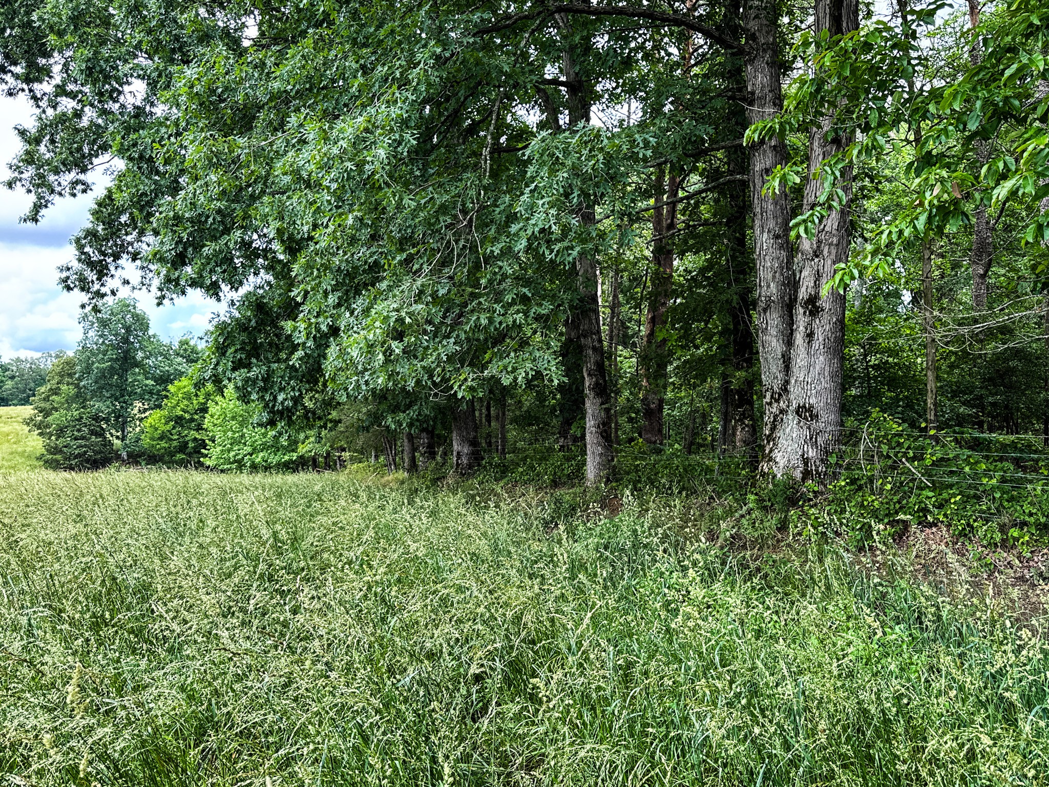 1198 David Patterson Road Lutts, TN 38471 - Photo 66 of 82 a view of a lush green forest