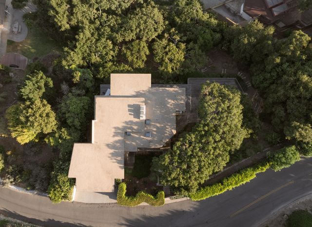 a view of a yard with plants and large trees