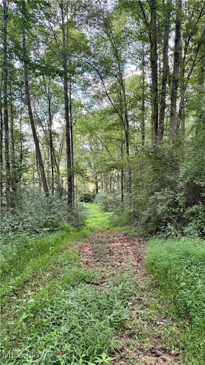 294 County Road Conesville, OH 43811 - Photo 32 of 39 View of woods