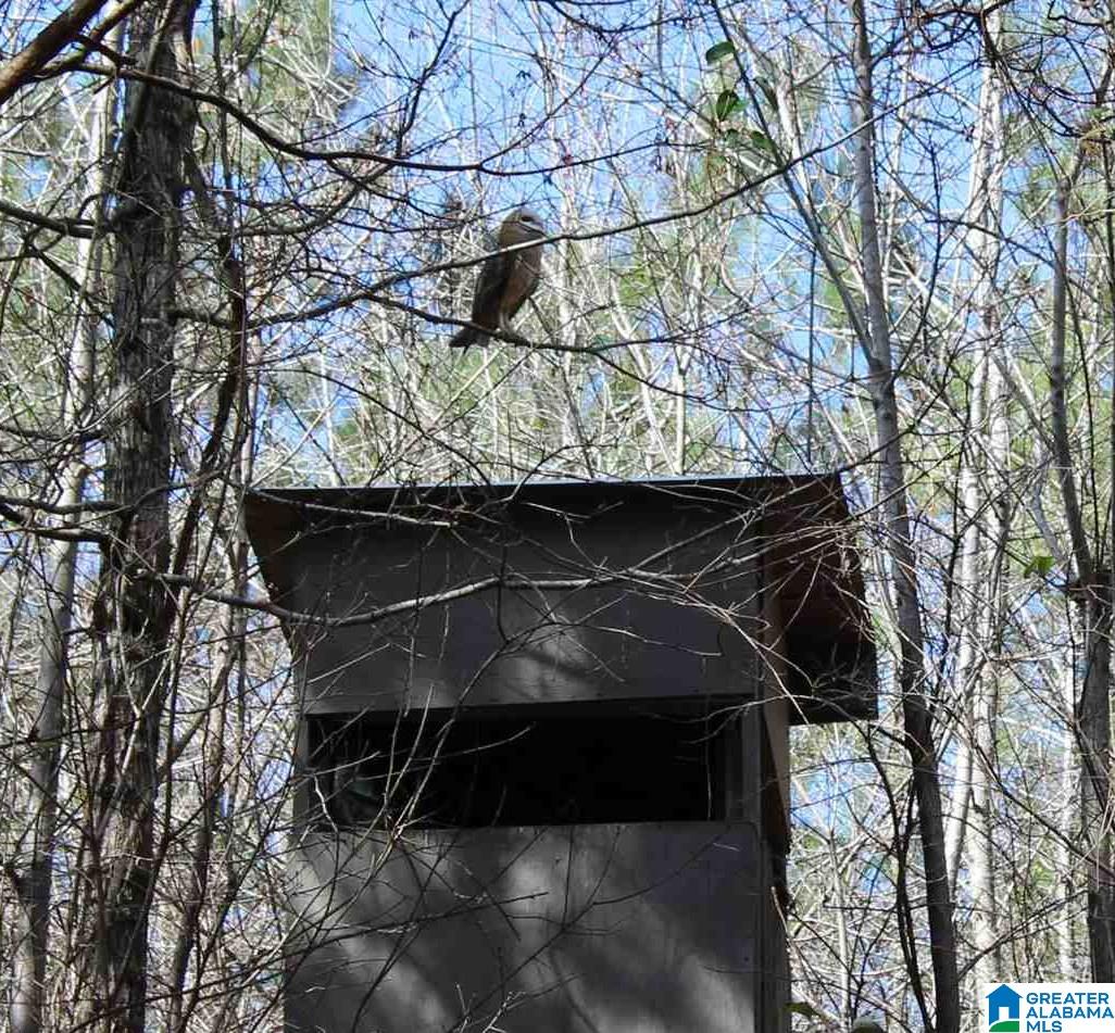 518 County Road, Unit 33 859ACRES Woodland, AL 36280 - Photo 19 of 32
