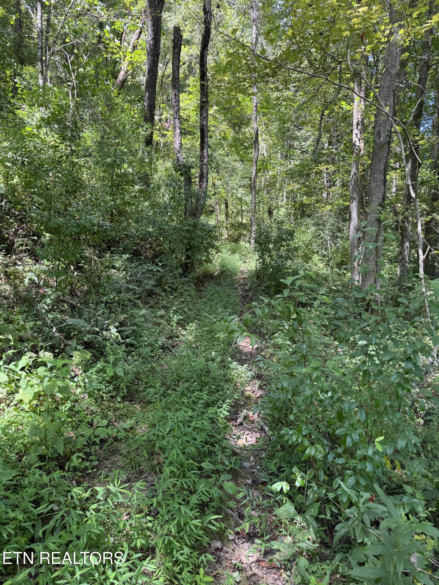 691-695 Blue Rdg Church Road Pineville, KY 40977 - Photo 49 of 53 IMG_7450