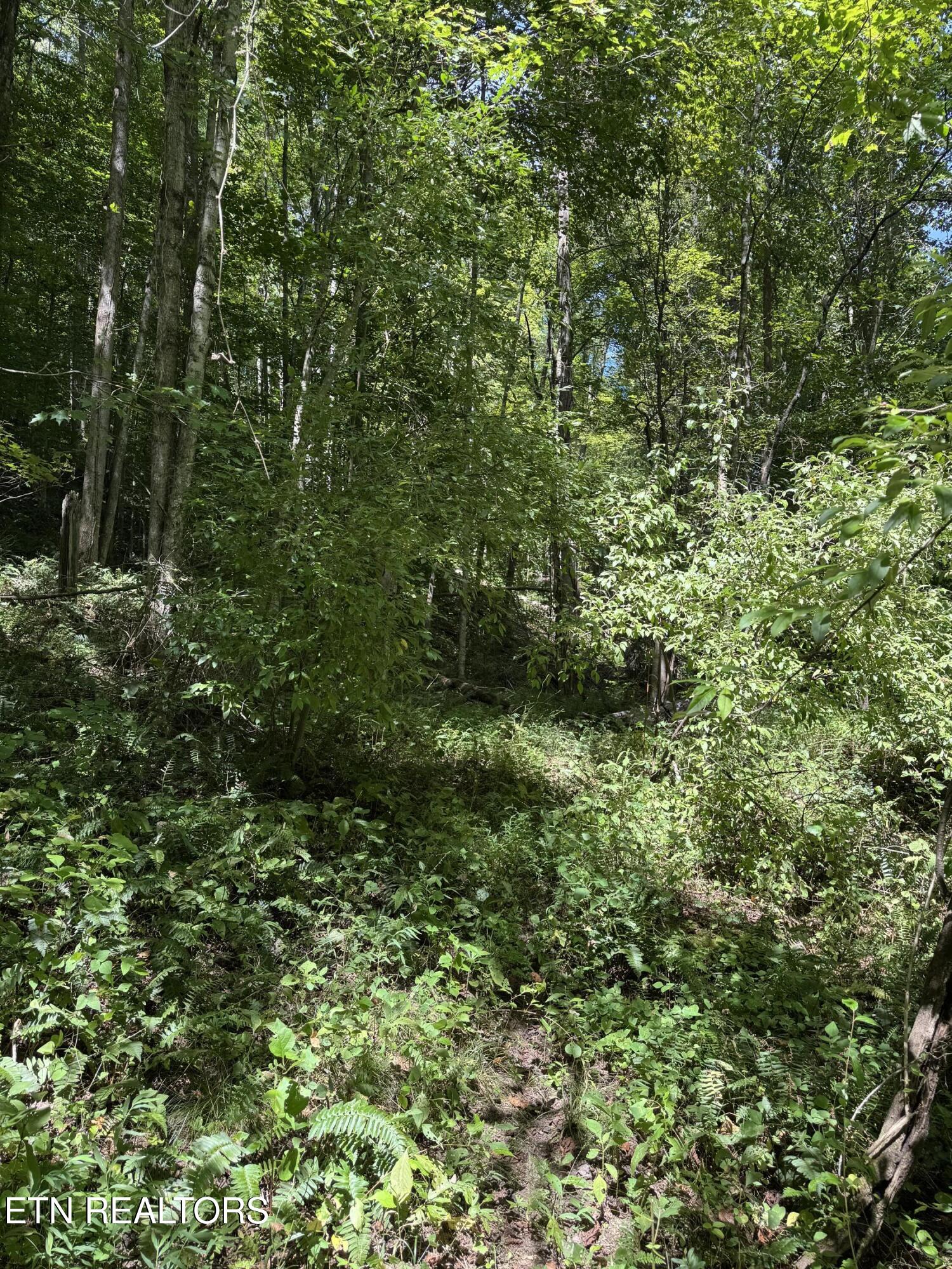 691-695 Blue Rdg Church Road Pineville, KY 40977 - Photo 52 of 53 IMG_7452