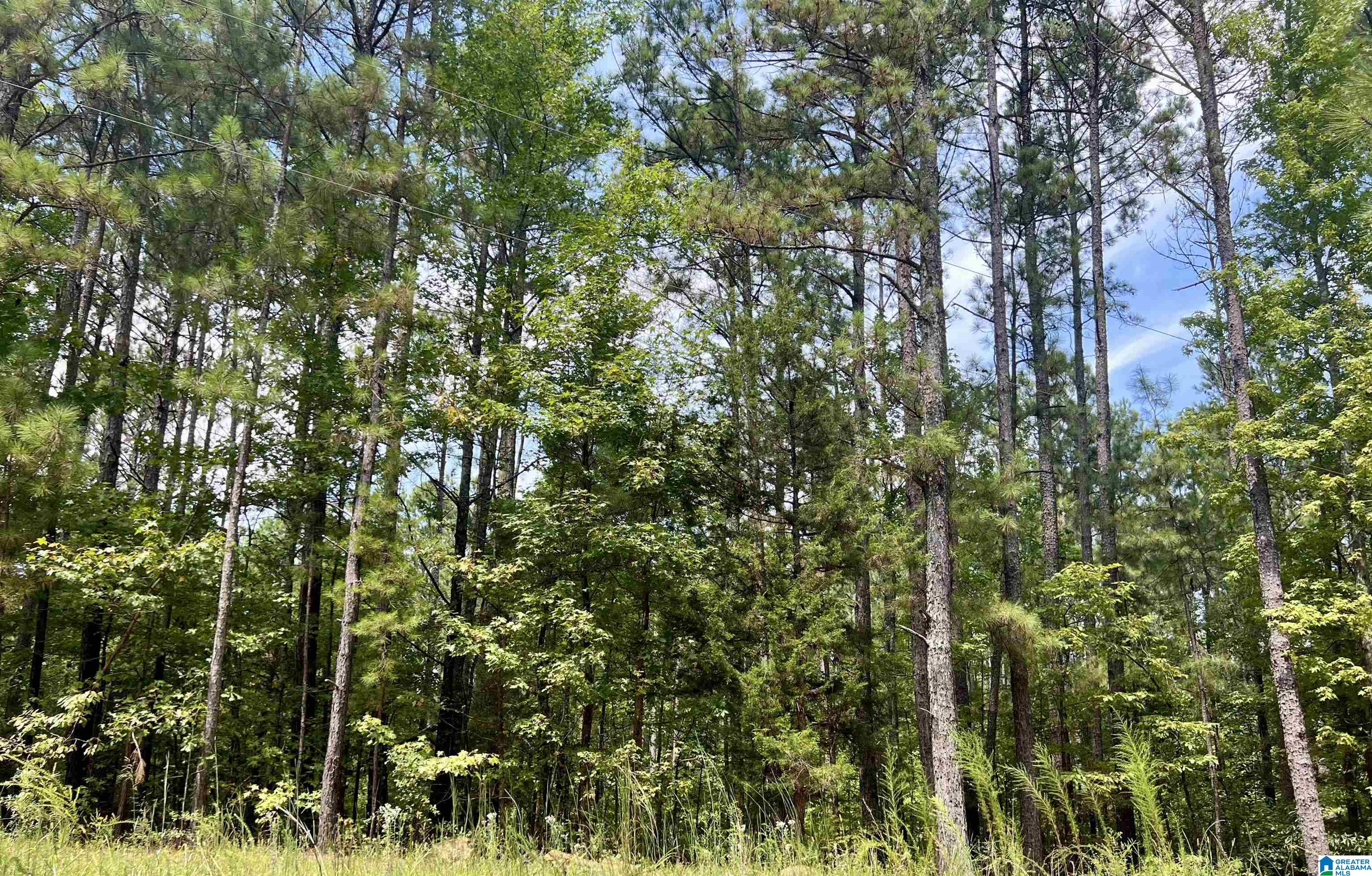 252 County Road 252 Wedowee, AL 36278 - Photo 6 of 9