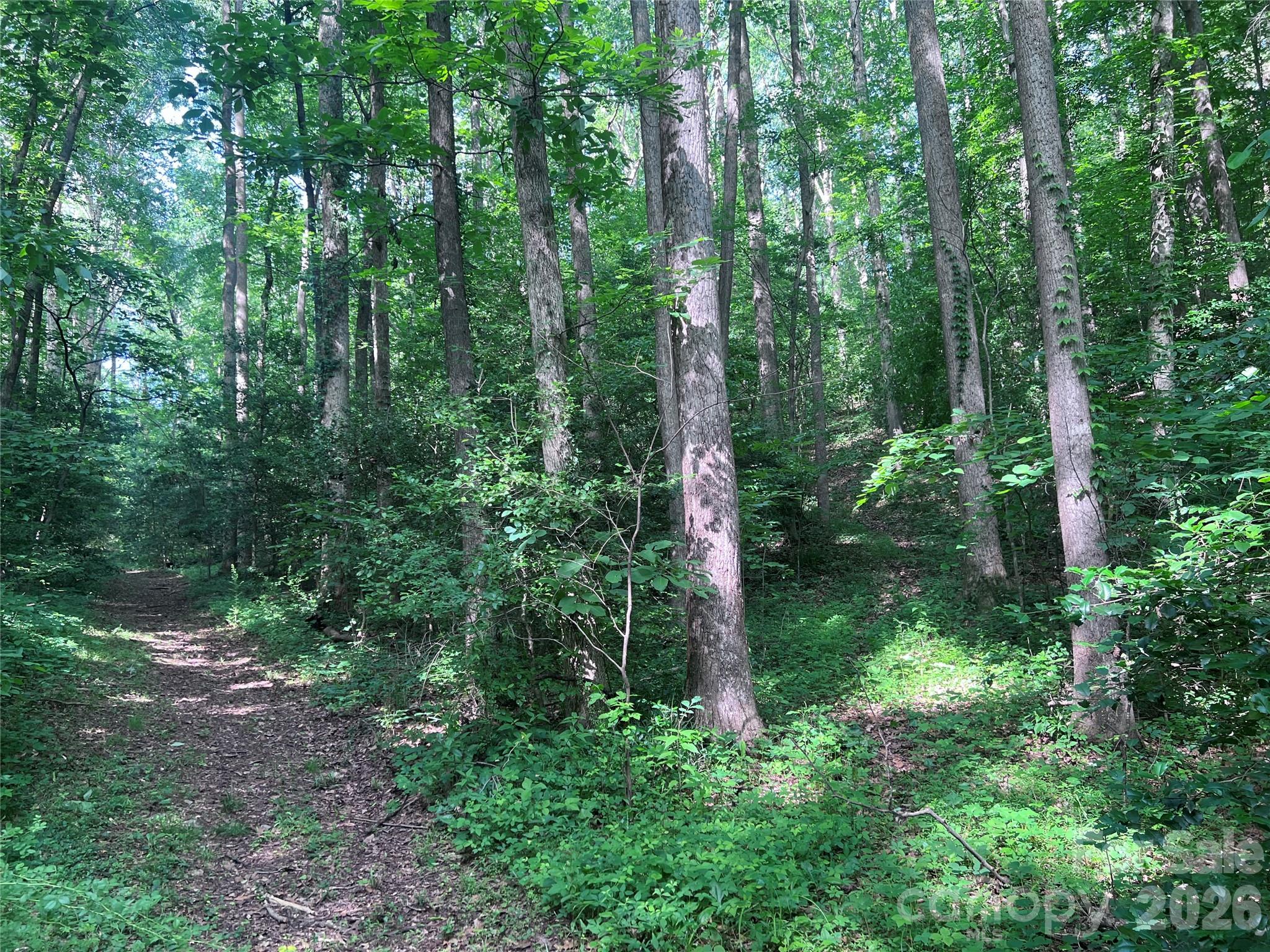 0 Goat Road Catawba, NC 28609 - Photo 3 of 10 a view of a lush green forest