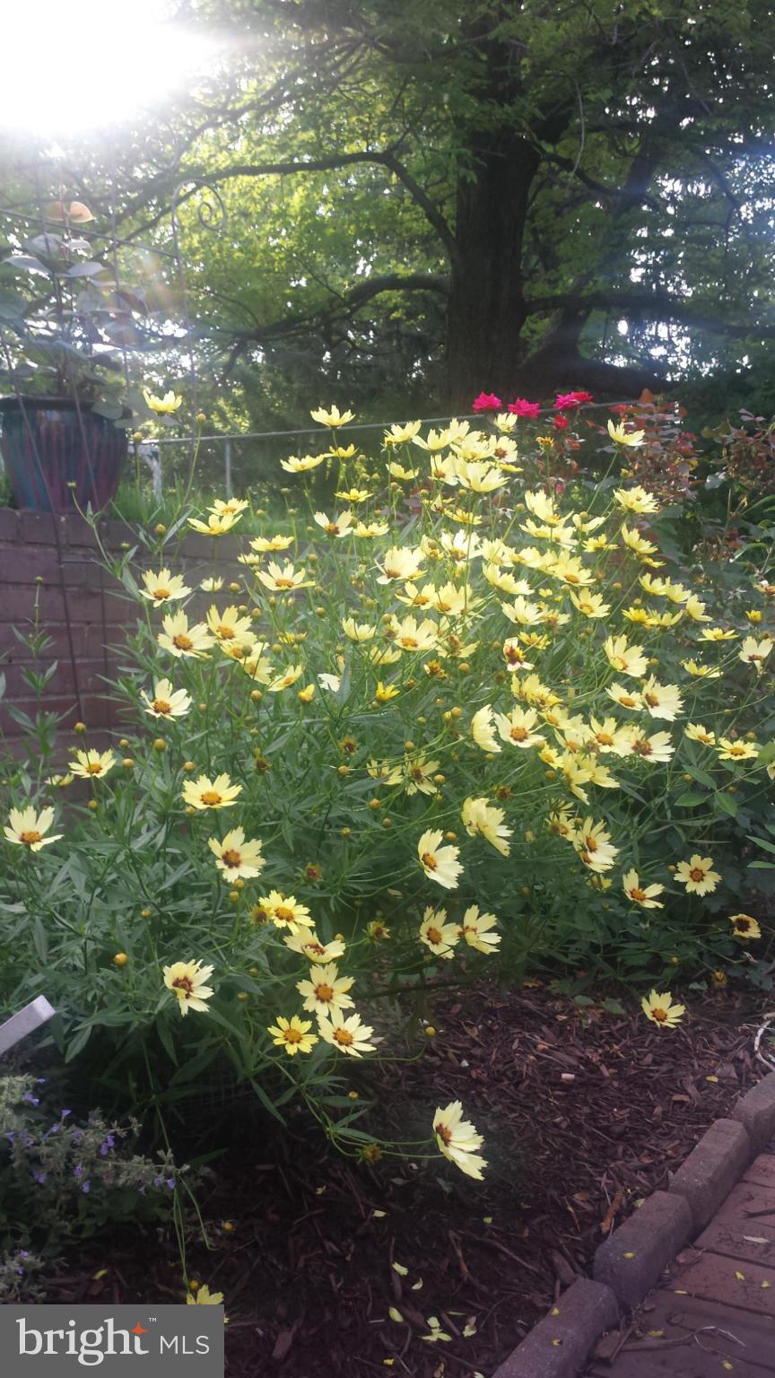 907 Locustvale Road Towson, MD 21204 - Photo 29 of 30 Garden