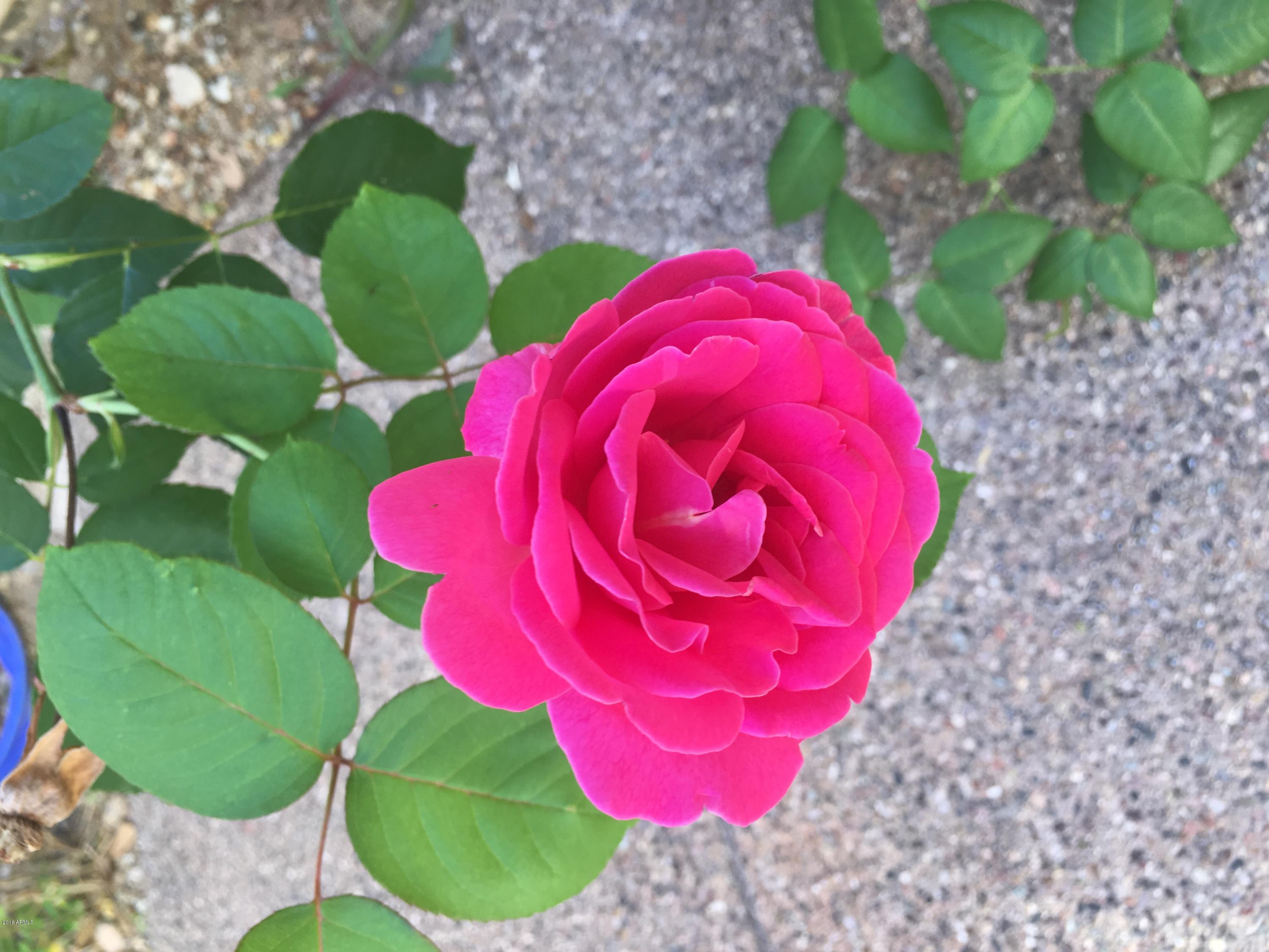 2732 West Florimond Road Phoenix, AZ 85086 - Photo 5 of 33 Rose Bushes in Courtyard