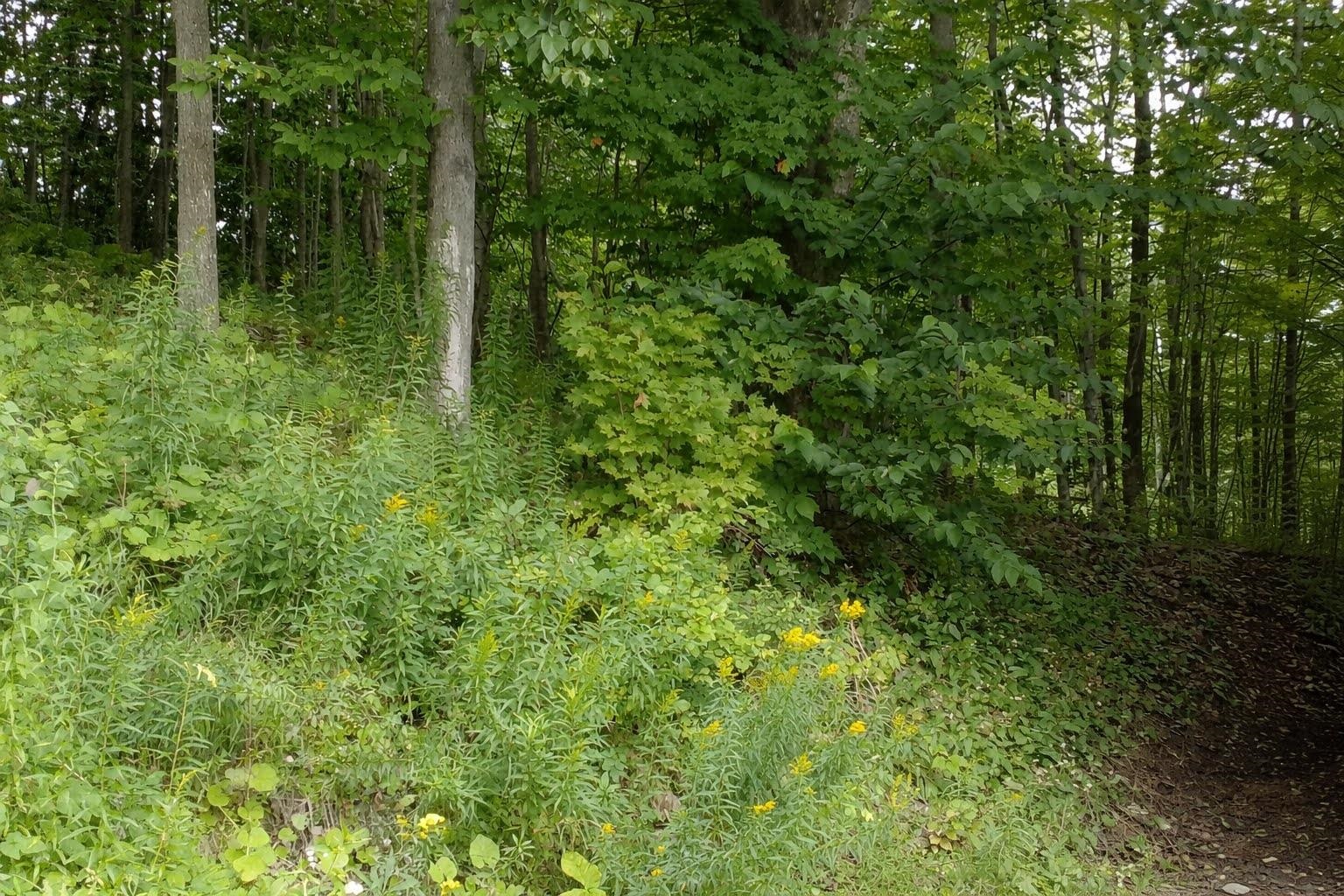 120 Lake Street Barton, VT 05822 - Photo 43 of 54