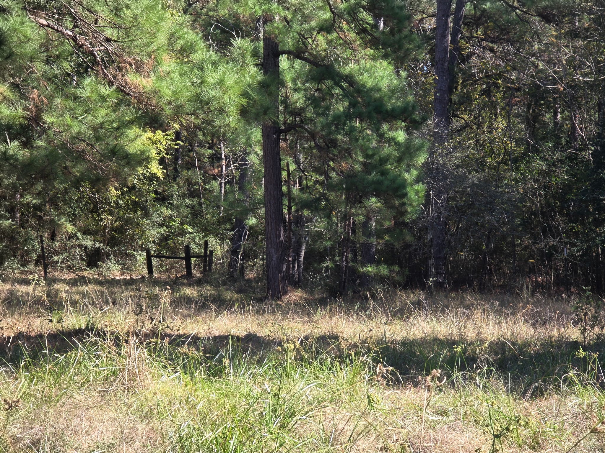 633 Ira Denson Road Coldspring, TX 77331 - Photo 22 of 27 a view of a yard with a tree