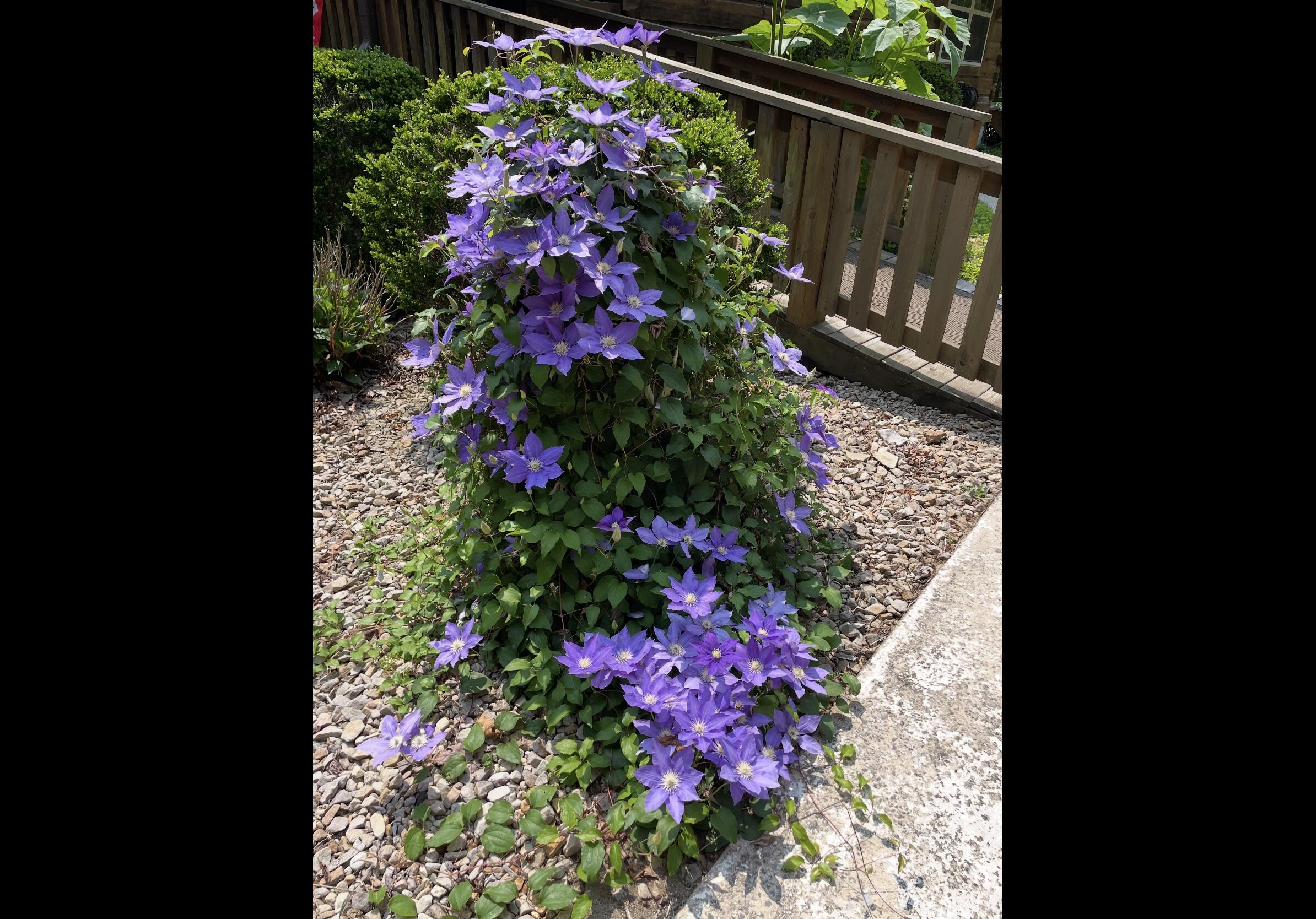 474 Pigeon Springs Road Tracy City, TN 37387 - Photo 39 of 73 PS 69