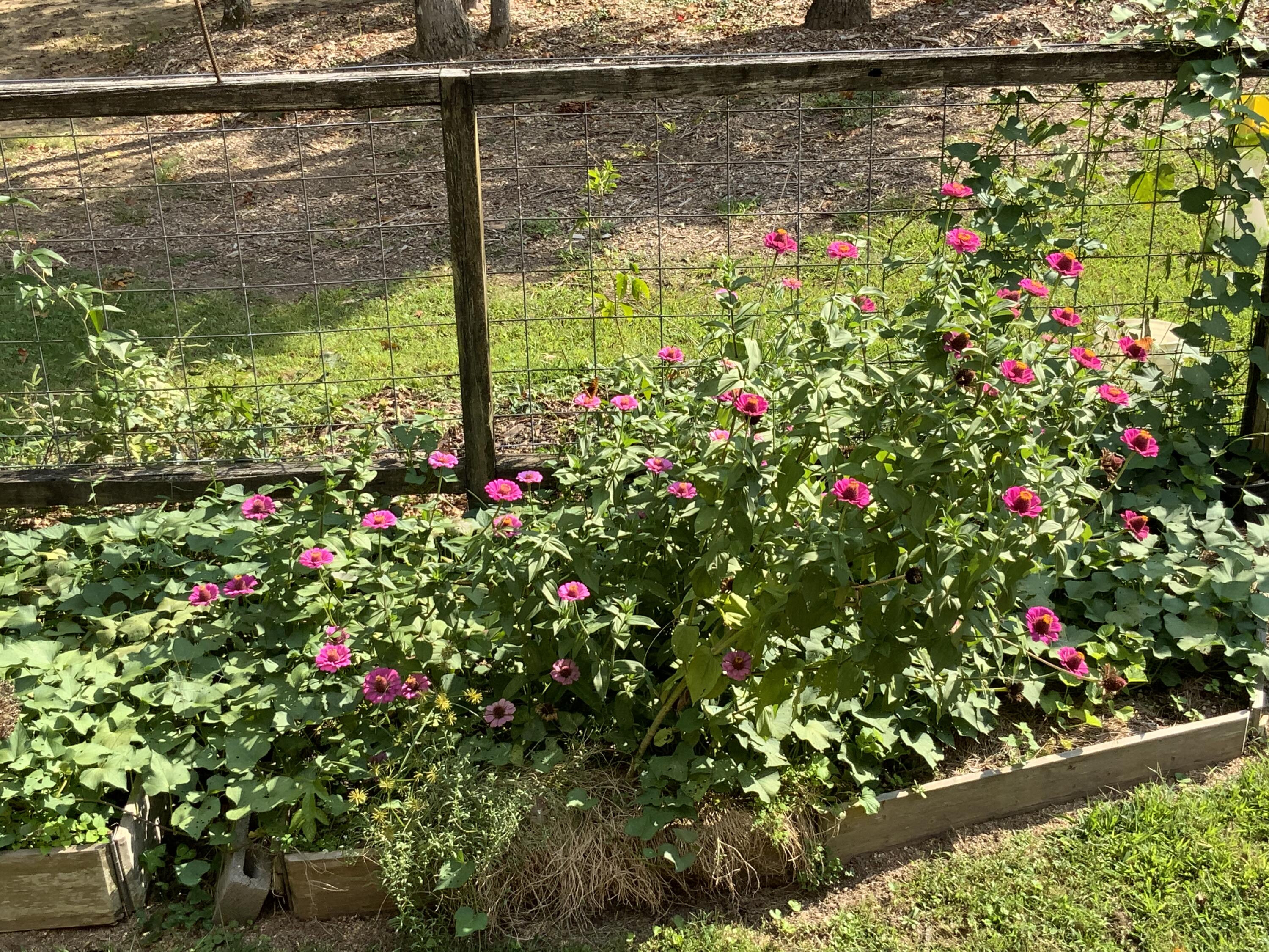 474 Pigeon Springs Road Tracy City, TN 37387 - Photo 49 of 73 PS 52