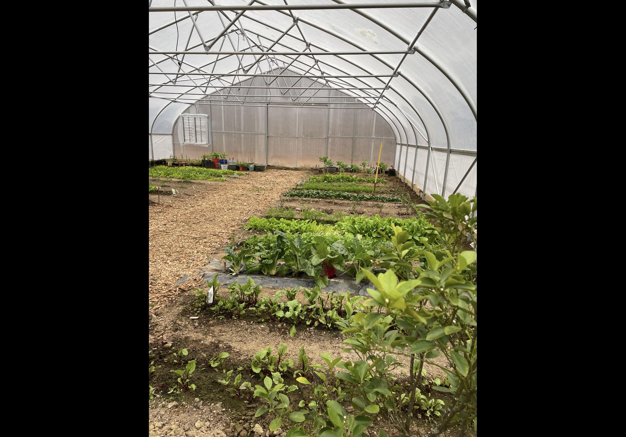 474 Pigeon Springs Road Tracy City, TN 37387 - Photo 59 of 73 PS 72