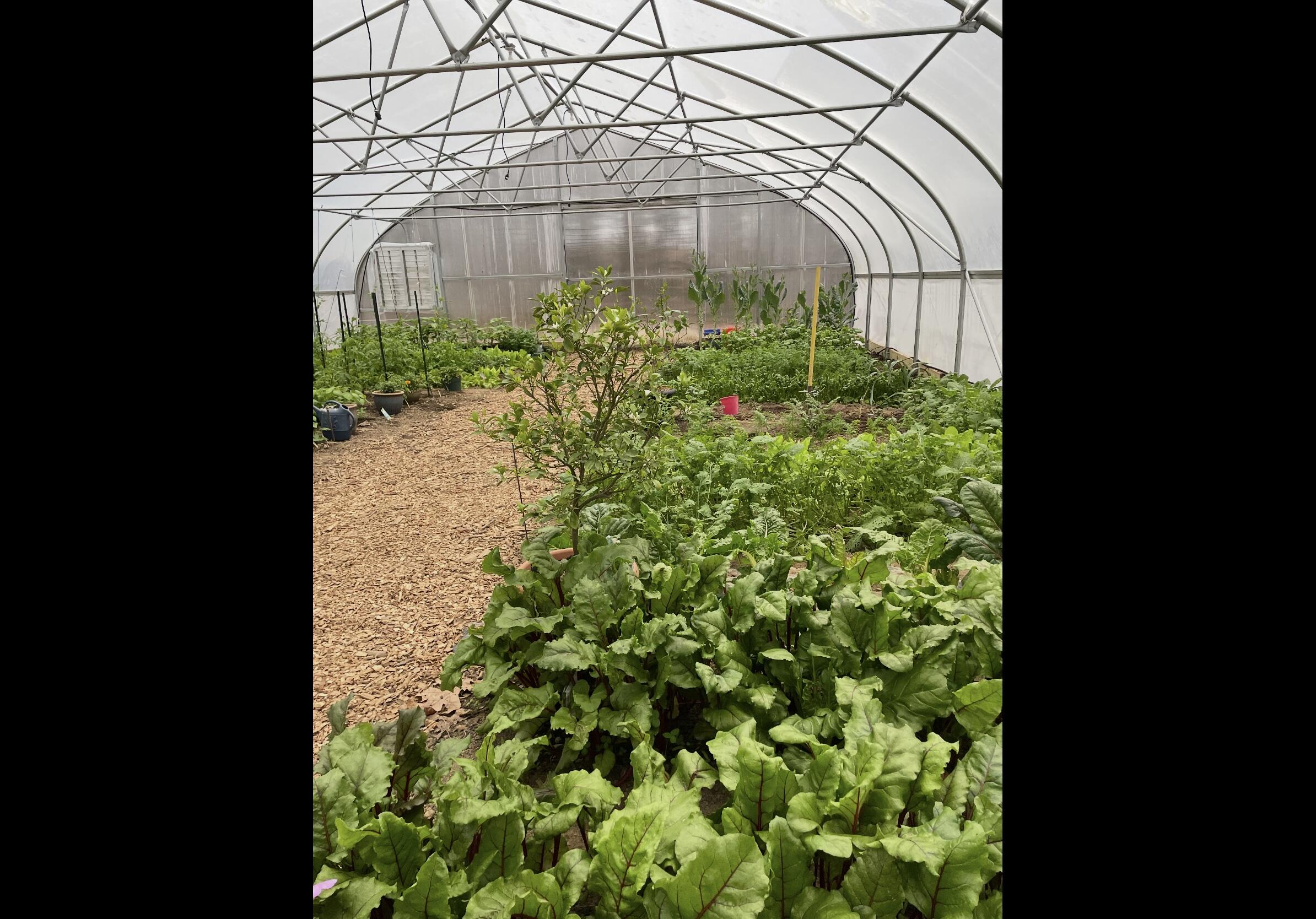 474 Pigeon Springs Road Tracy City, TN 37387 - Photo 61 of 73 PS 70