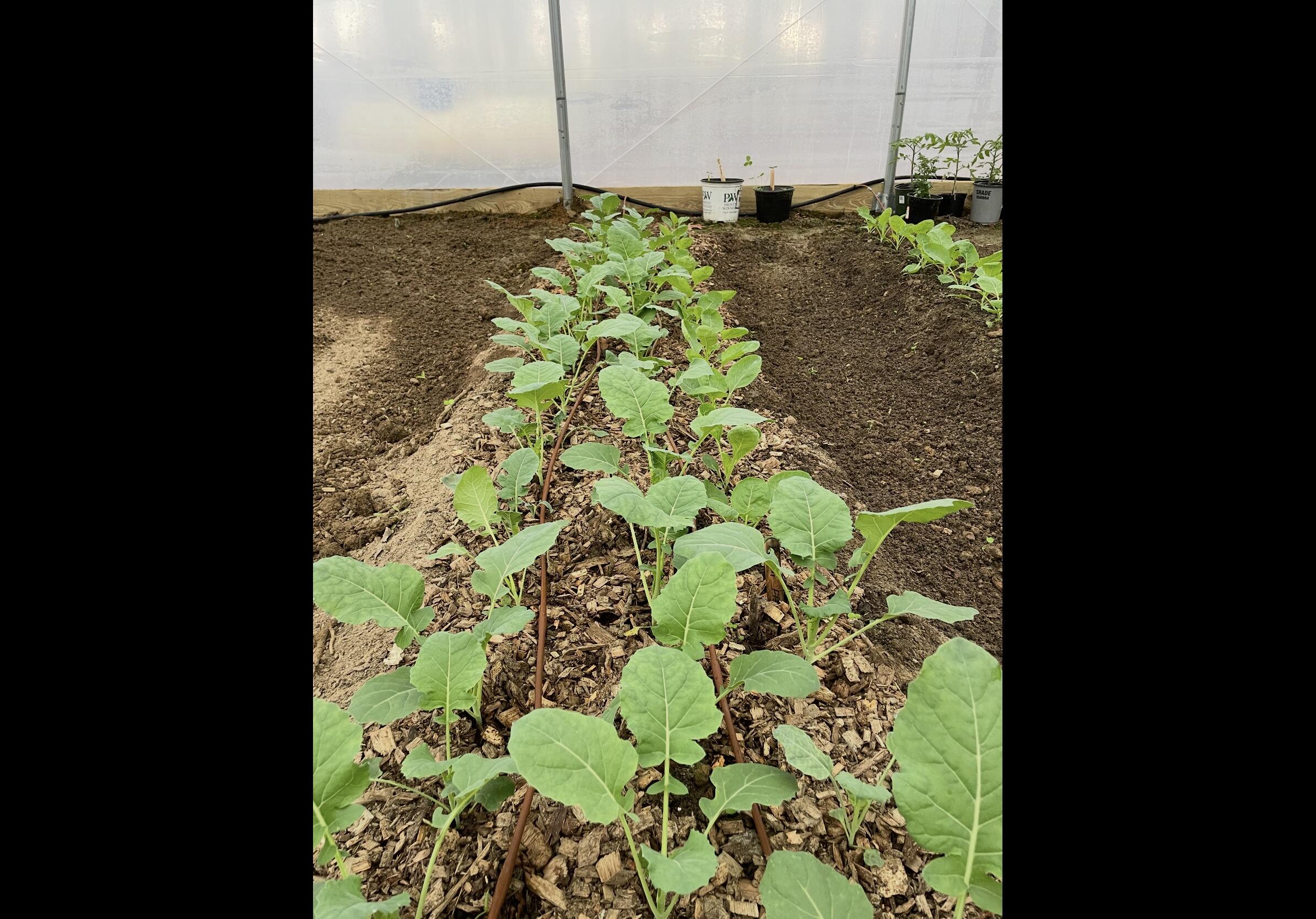 474 Pigeon Springs Road Tracy City, TN 37387 - Photo 62 of 73 PS 71