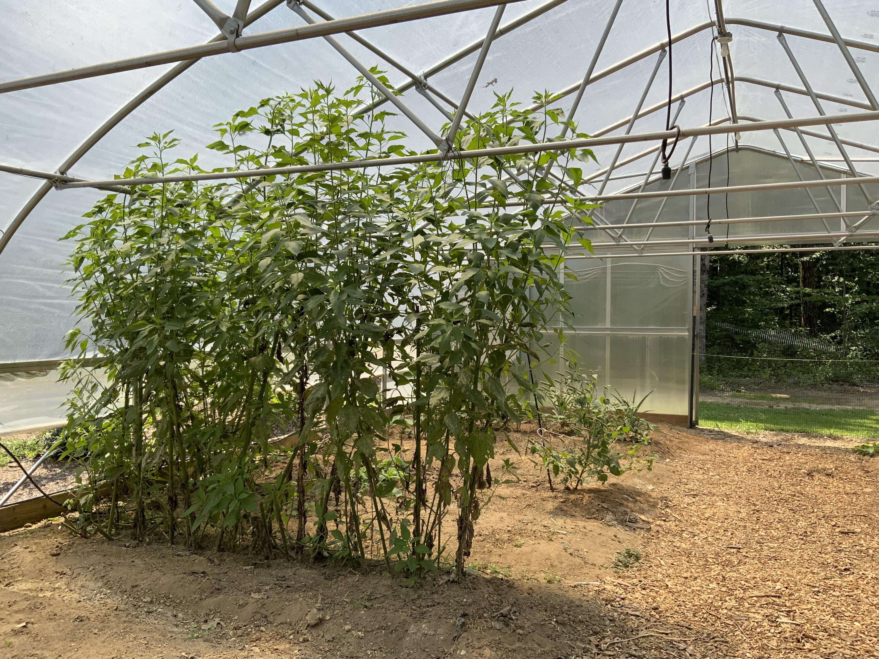 474 Pigeon Springs Road Tracy City, TN 37387 - Photo 63 of 73 474 PS 11