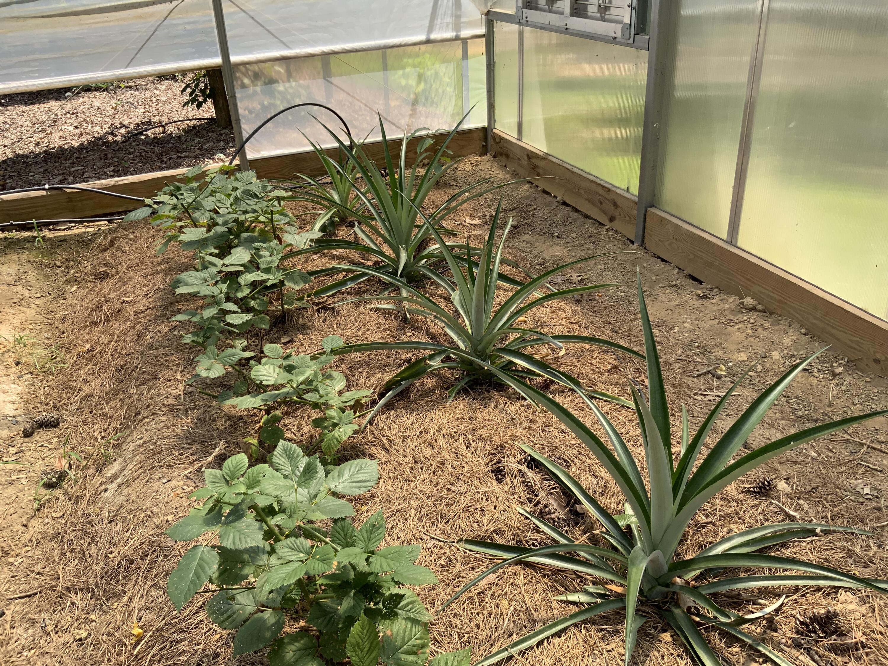 474 Pigeon Springs Road Tracy City, TN 37387 - Photo 64 of 73 474 PS 12