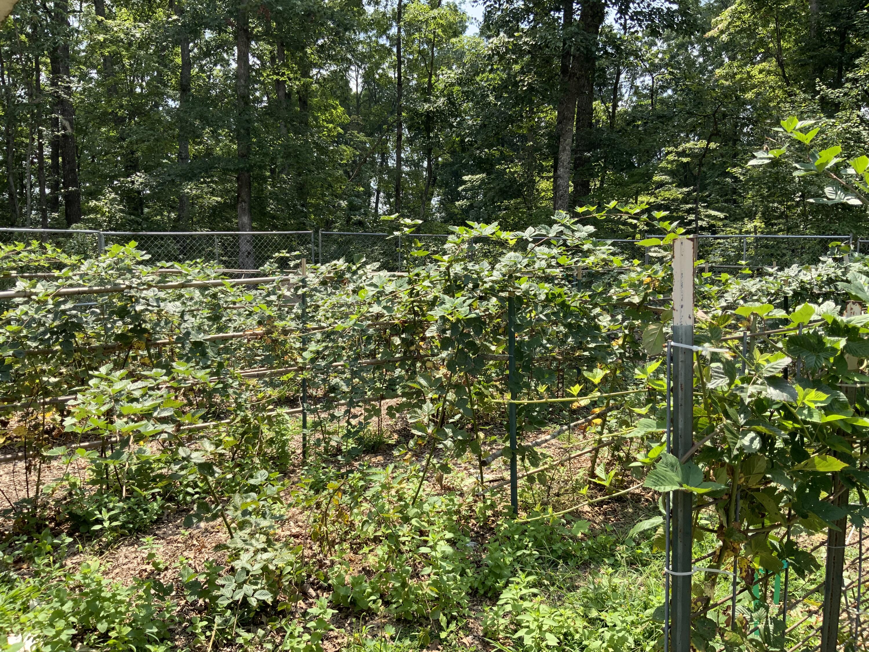 474 Pigeon Springs Road Tracy City, TN 37387 - Photo 67 of 73 474 PS 7