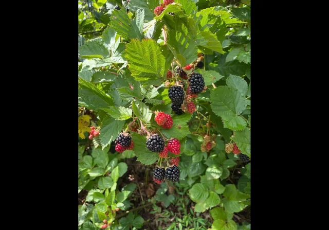 $535,000 | 474 Pigeon Springs Road, Tracy City, TN 37387