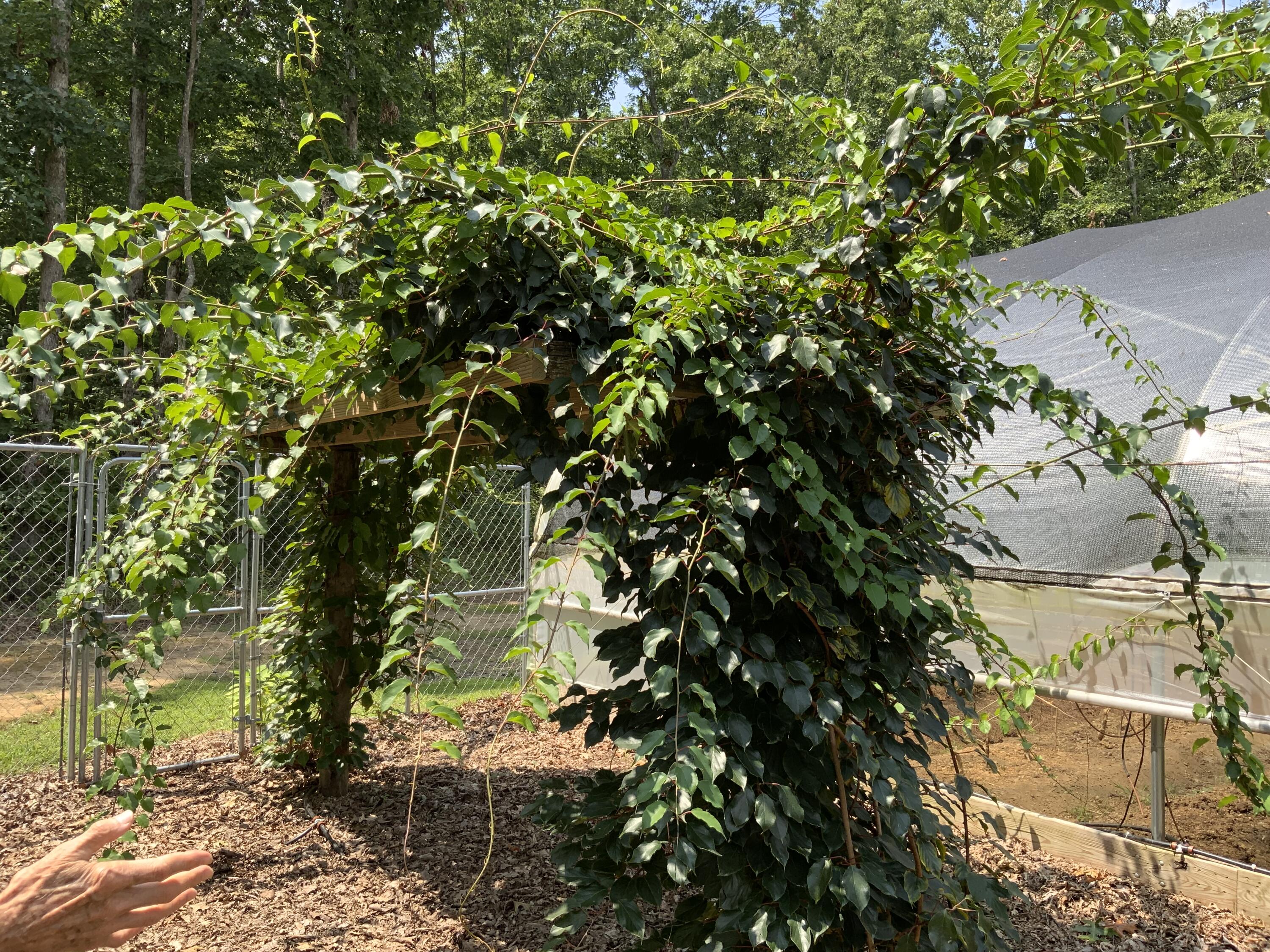 474 Pigeon Springs Road Tracy City, TN 37387 - Photo 70 of 73 474 PS 8