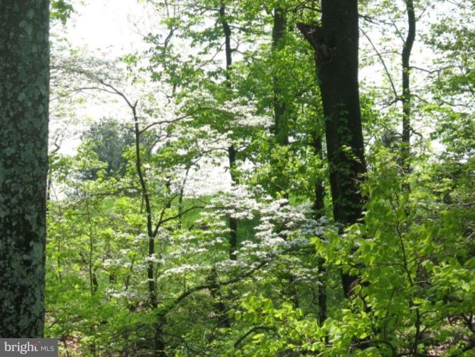 2471 Apple Pie Ridge Road Winchester, VA 22603 - Photo 28 of 30 Naturally Wooded Views