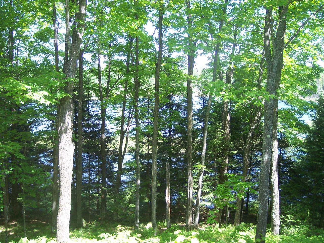 6652 Flambeau Dam Road Butternut, WI 54514 - Photo 27 of 39 Gallery Image 27