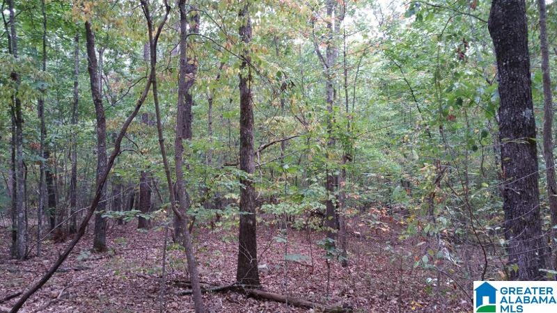793 County Road Centre, AL 35960 - Photo 4 of 32