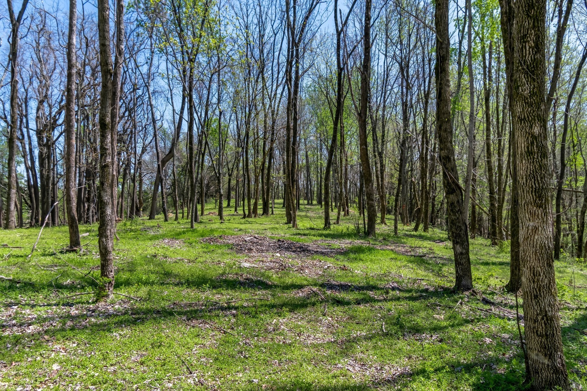 2819 A Yell Road Lewisburg, TN 37091 - Photo 31 of 33 a view of a park with a tree