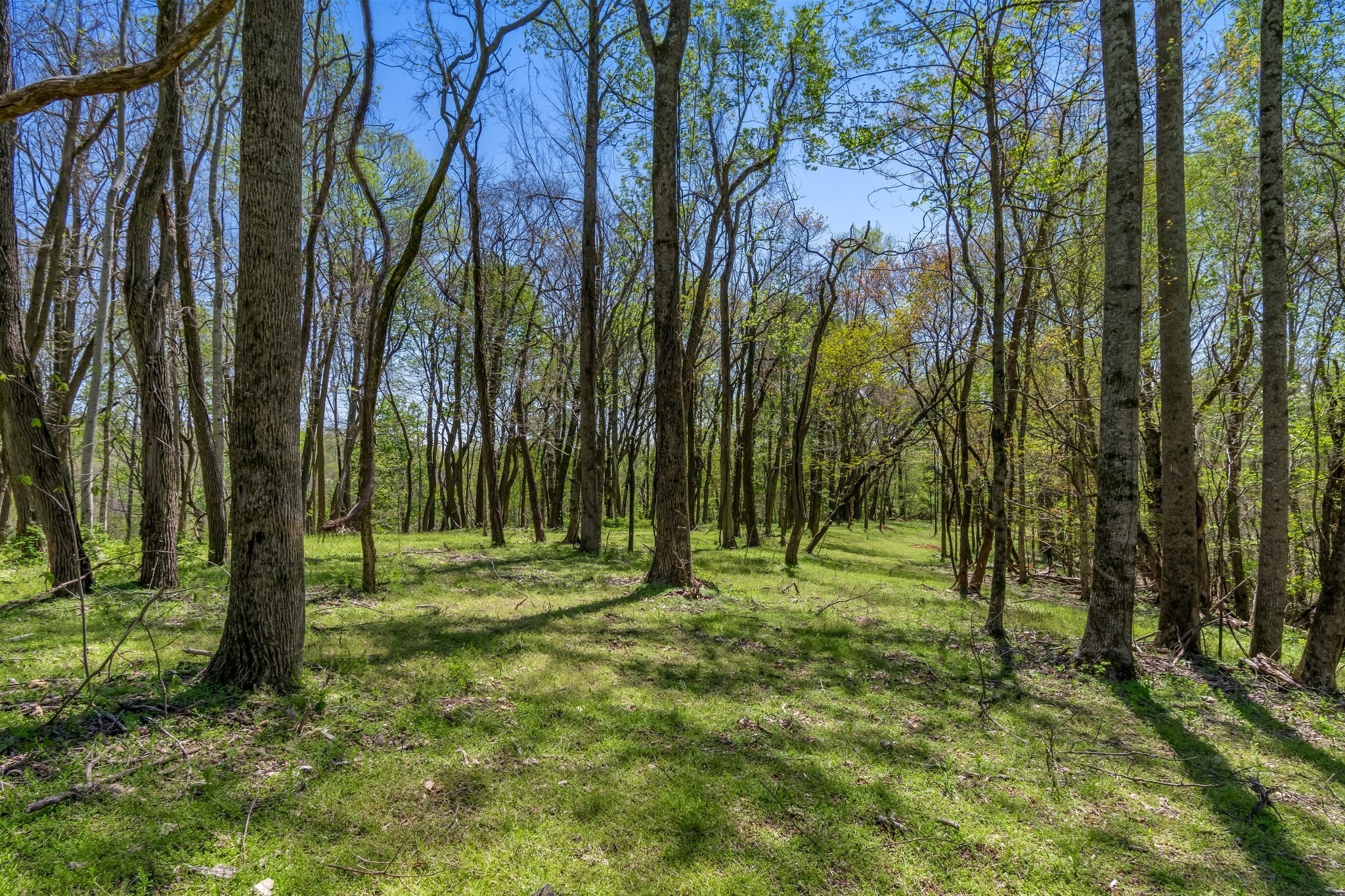 2819 A Yell Road Lewisburg, TN 37091 - Photo 33 of 33 a big yard with lots of green space and trees