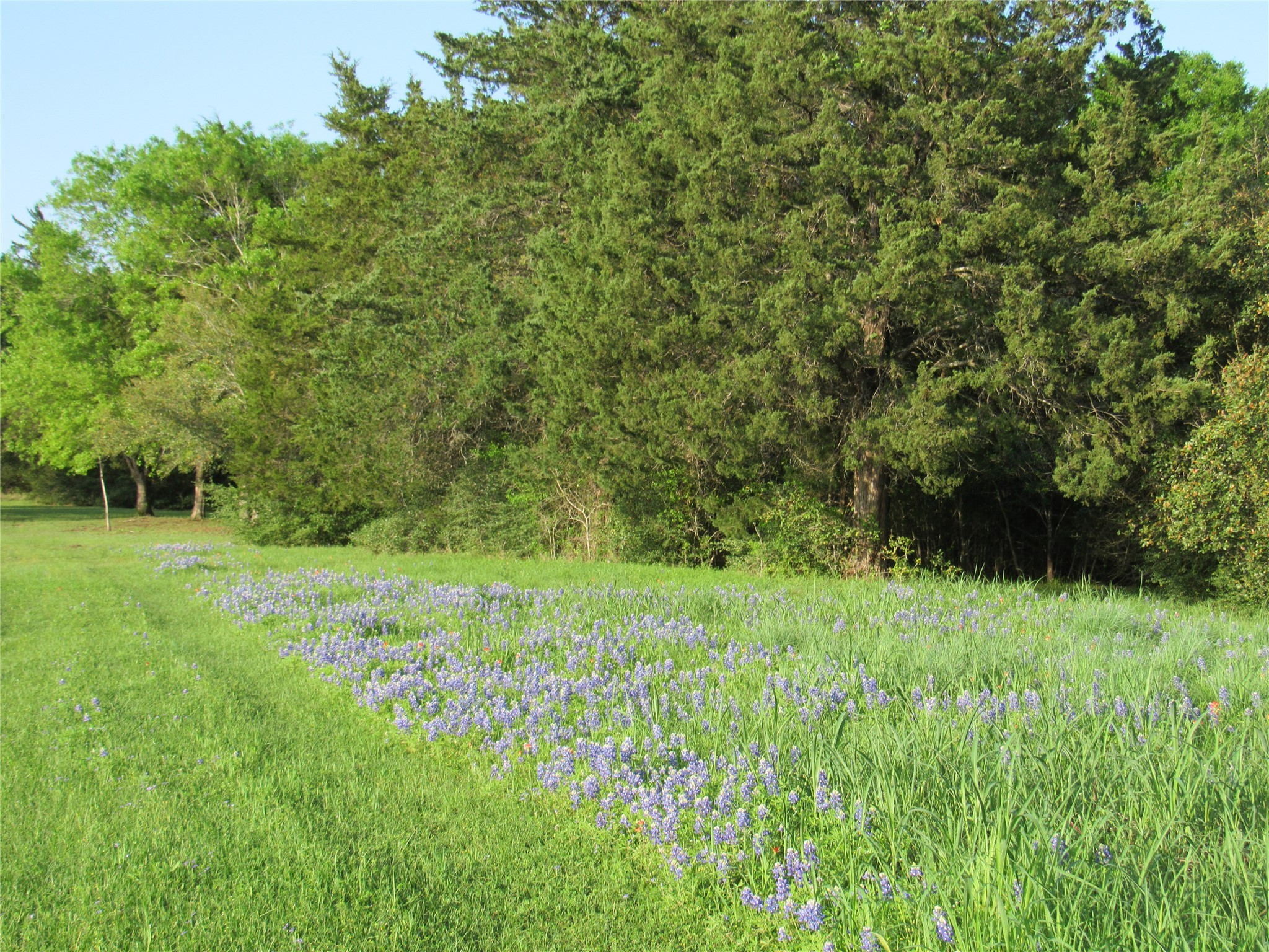 a view of a garden
